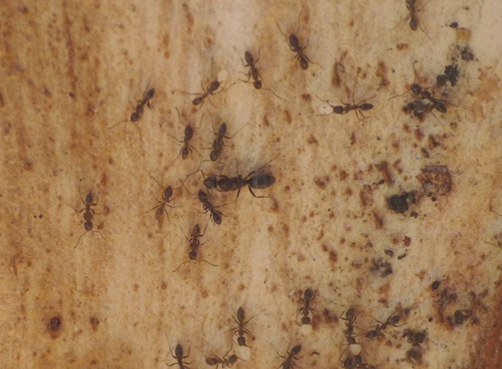 Linepithema humile (Formicidae)